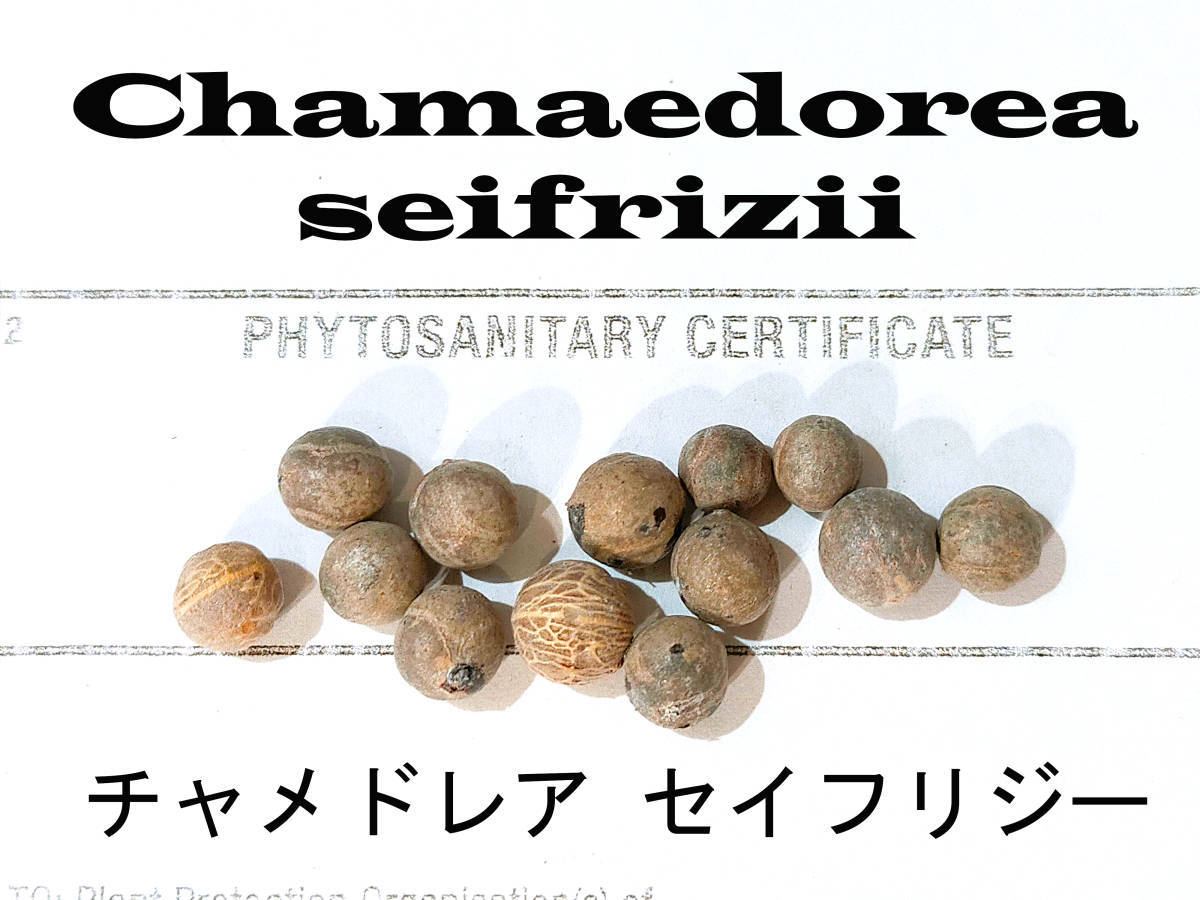 11 month arrival 10 bead + tea medo rare sef Rige - kind seeds certificate equipped sef Rige -