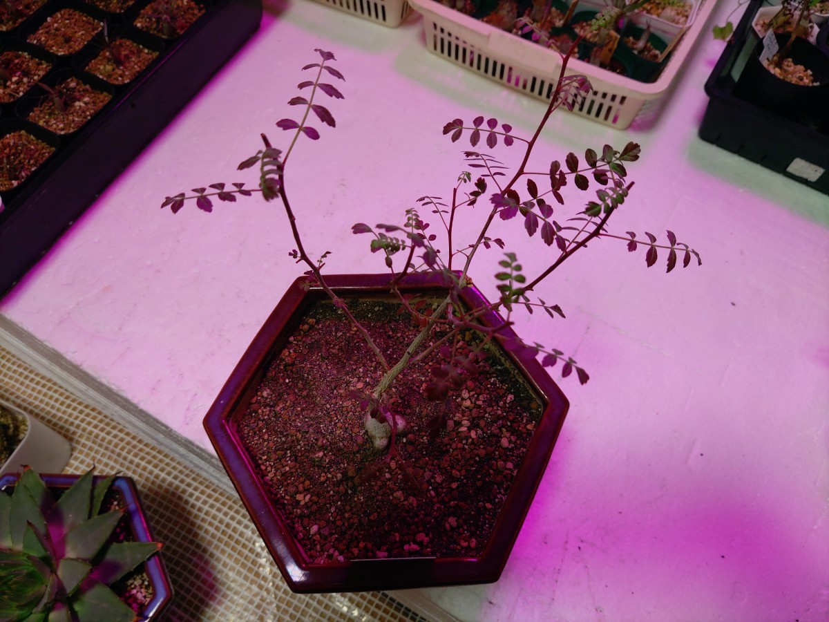 塊根植物　パキコルムス ディスカラー（象の木）　２００㍉６角陶器鉢付きで_画像1