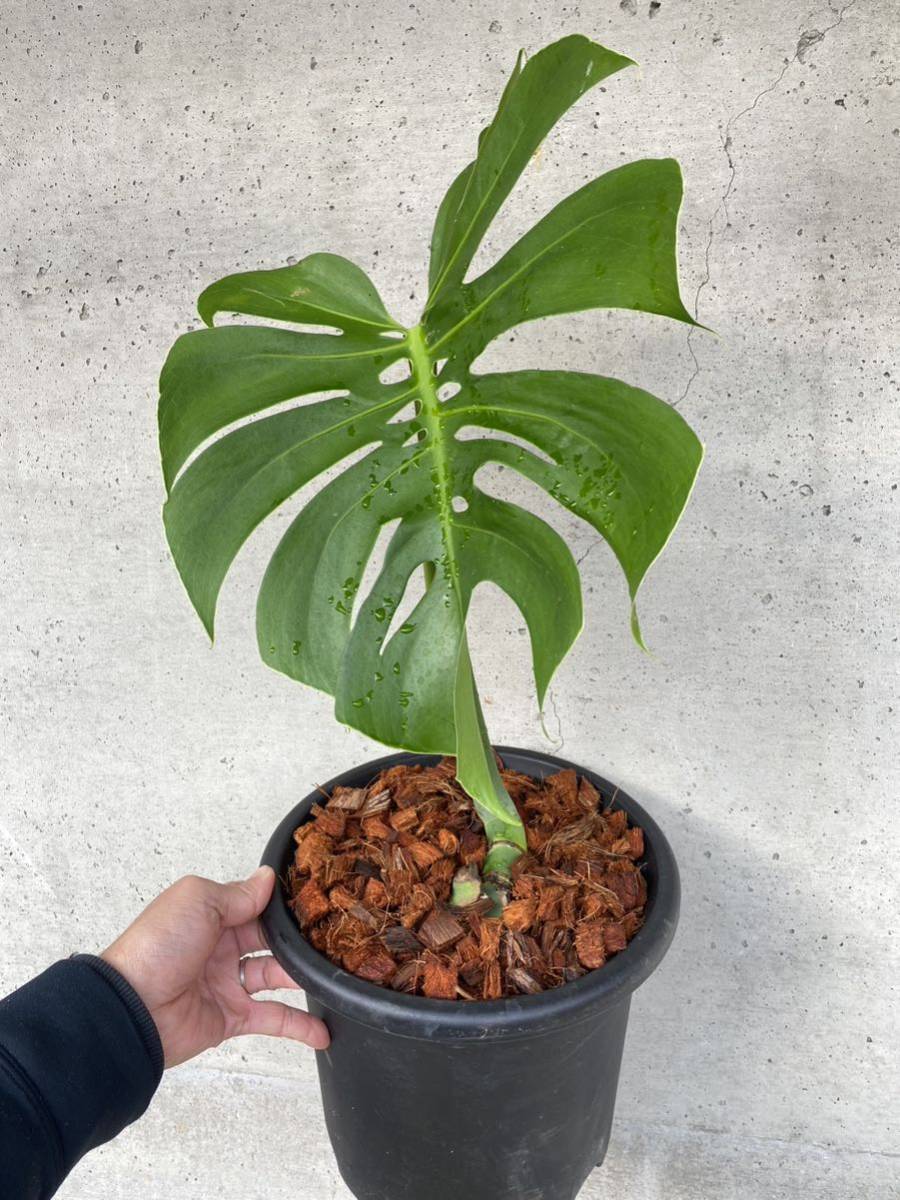 MONSTERA DELICIOSA `MACROCOSM' モンステラ　デリシオサ　マクロコズム_画像3