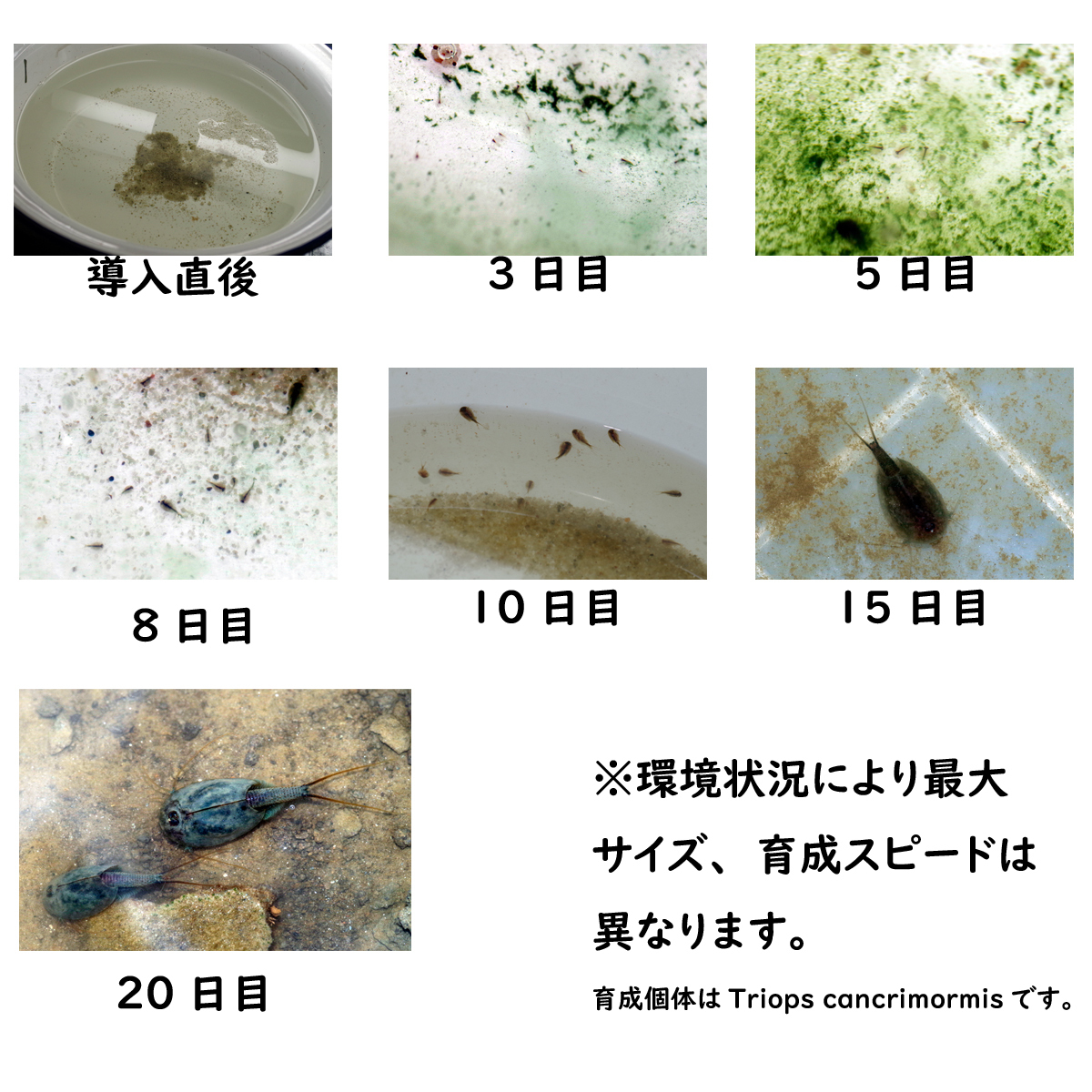 Triops Longicaudatus 紅兜　ベニカブト　乾燥卵 　専用餌+解説書付き　カブトエビ_画像2