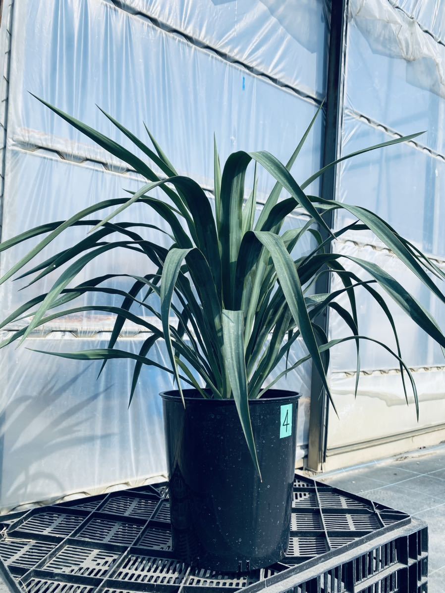 Yahoo!オークション - ④希少ユッカ ペンデュラ 検)観葉植物 Yahoo!オークション - ④希少ユッカ ペンデュラ 検)観葉植物