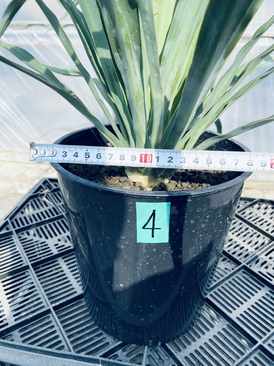 Yahoo!オークション - ④希少ユッカ ペンデュラ 検)観葉植物 Yahoo!オークション - ④希少ユッカ ペンデュラ 検)観葉植物