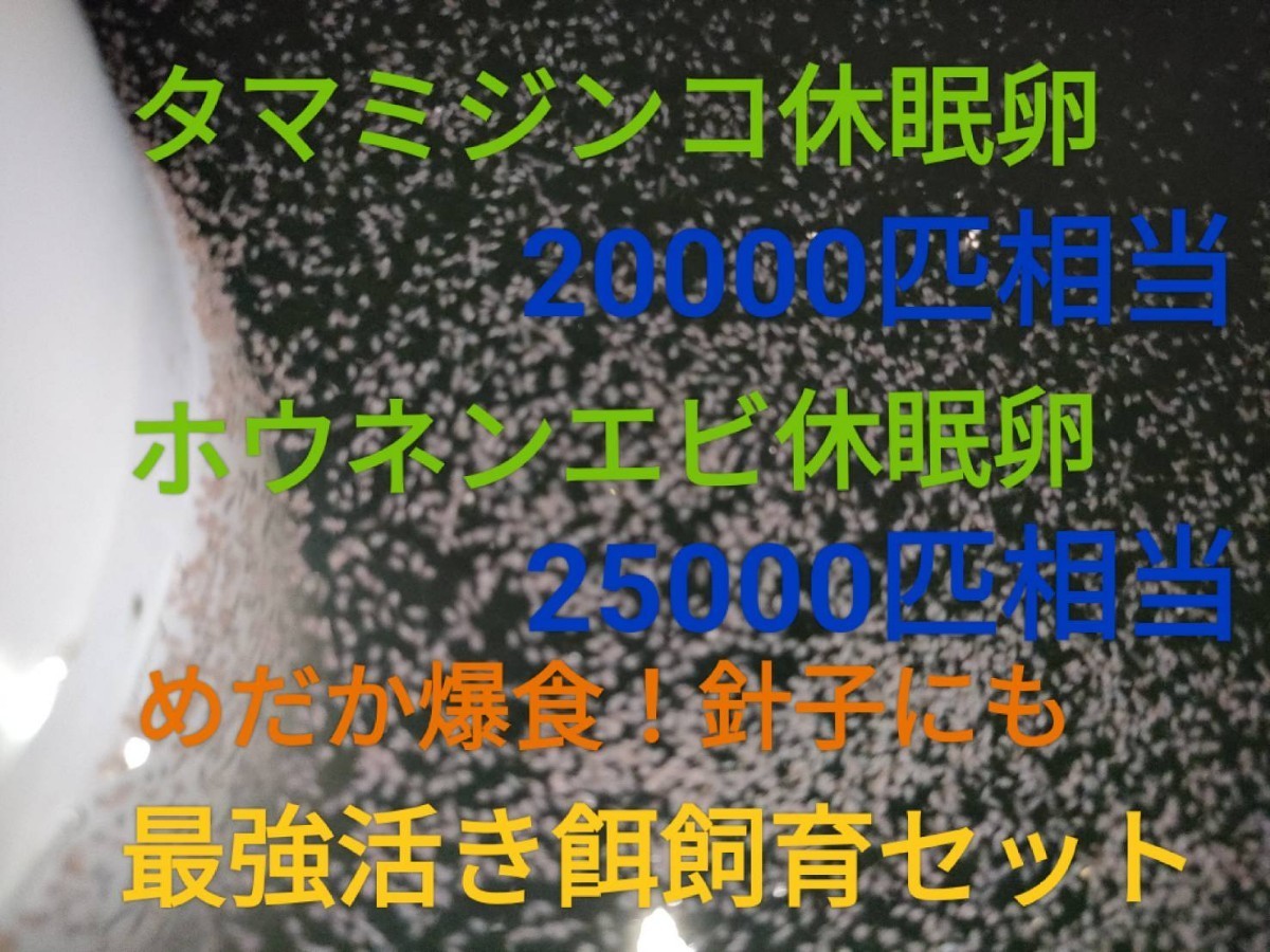 タマミジンコ20000匹相当　ホウネンエビ25000匹相当　休眠乾燥卵　最強活き餌飼育セット取説付　めだかグッピー　送料無料　熱帯魚金魚餌 _画像1