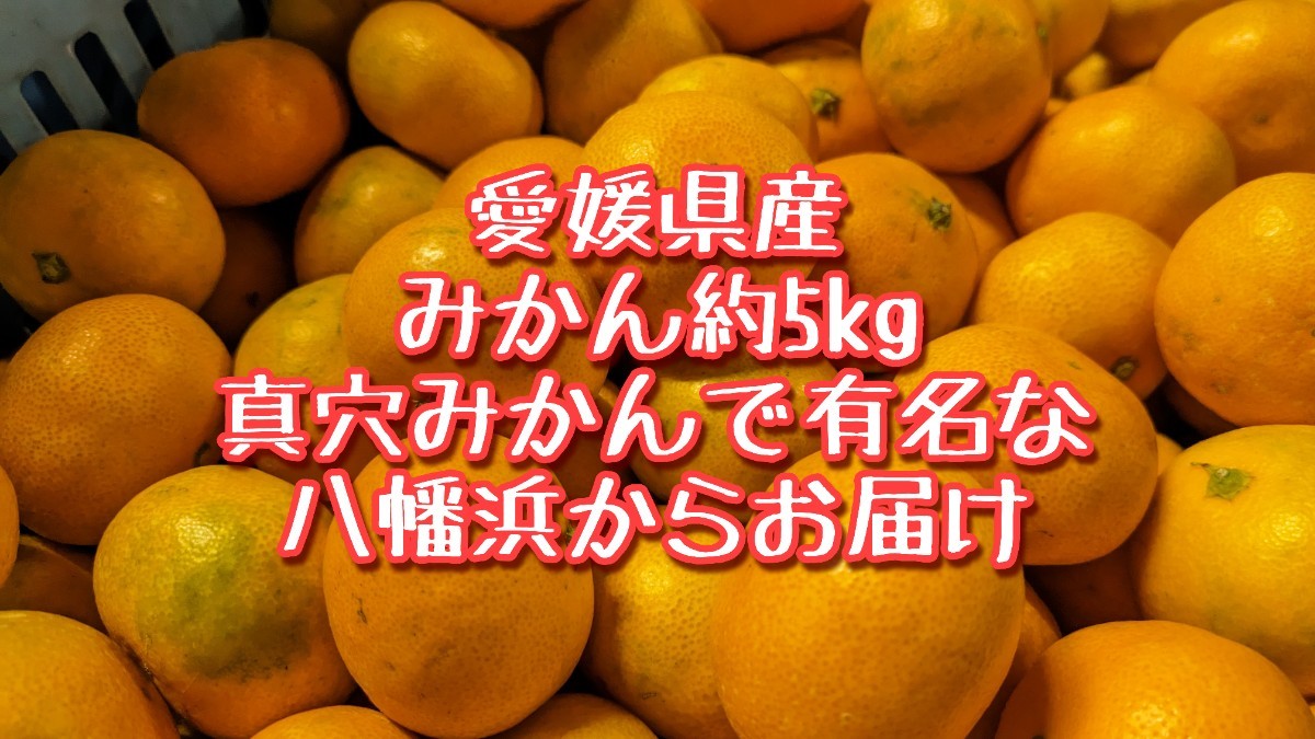 愛媛県産 早生みかん約10kg 真穴みかんで有名な八幡浜からお届け マドンナ_画像1