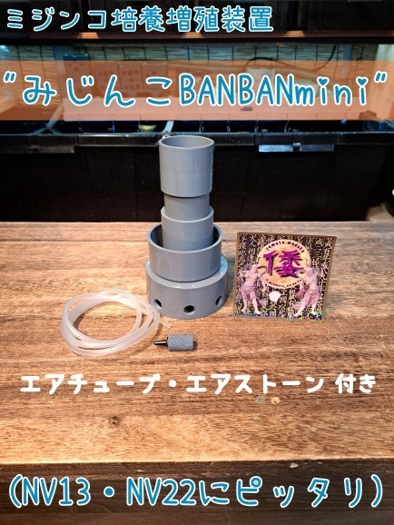 【倭めだか】 “みじんこBANBAN mini” タイリクミジンコ タマミジンコ オオミジンコ 培養 装置 エアリフト式 NV13 NV22 メダカ稚魚 生餌_画像1