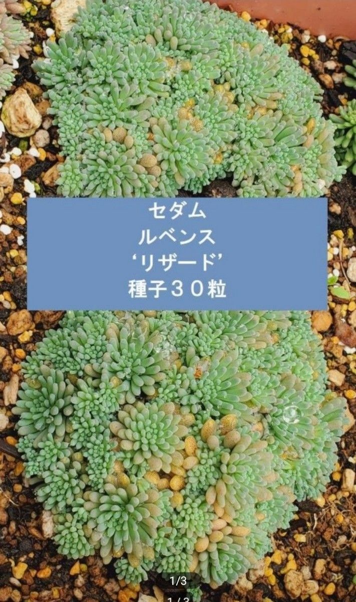 セダム ルベンスリザード 種子30粒 多肉植物|Yahoo!フリマ(旧 セダム ルベンスリザード 種子30粒 多肉植物|Yahoo!フリマ(旧