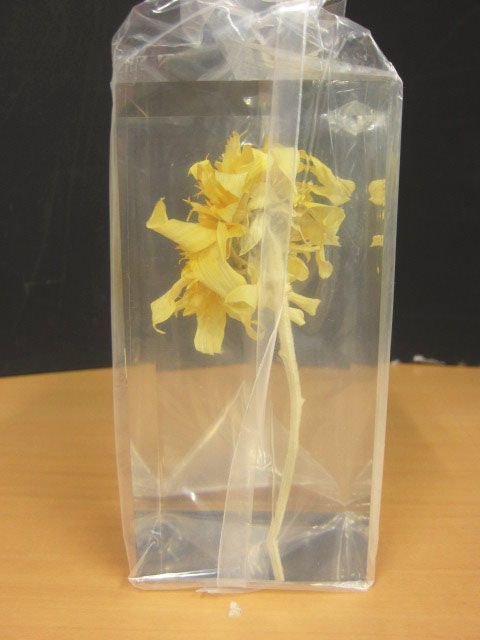 【新品未使用】TAKAO INOUE 井上隆夫 アクリルキューブ Object Sunflower Van Gogh ひまわりの画像3