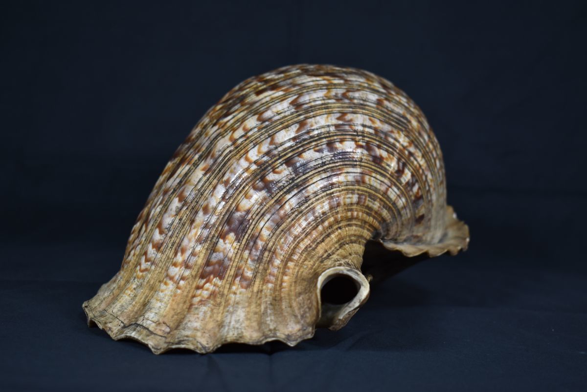 法螺貝 ほら貝　ホラ貝　大きな貝殻　重量約1364g 全長約38cm　密教 魔除け_画像3