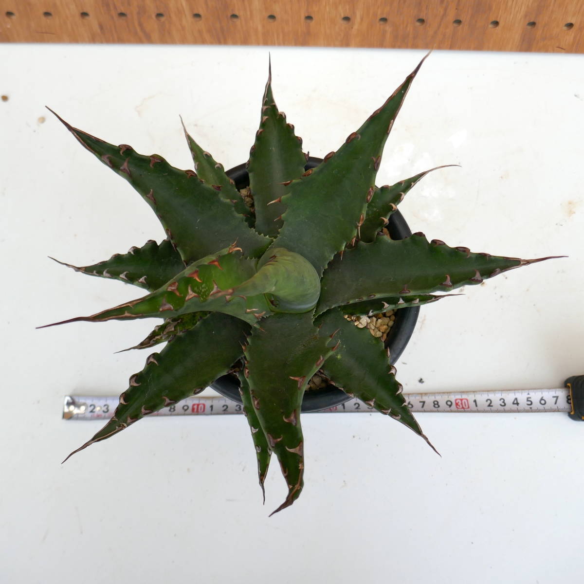 2311-33 【特選 カリフォルニア輸入株 】Agave gentryi Jaws アガベ ジェントリー ジョーズ _画像9