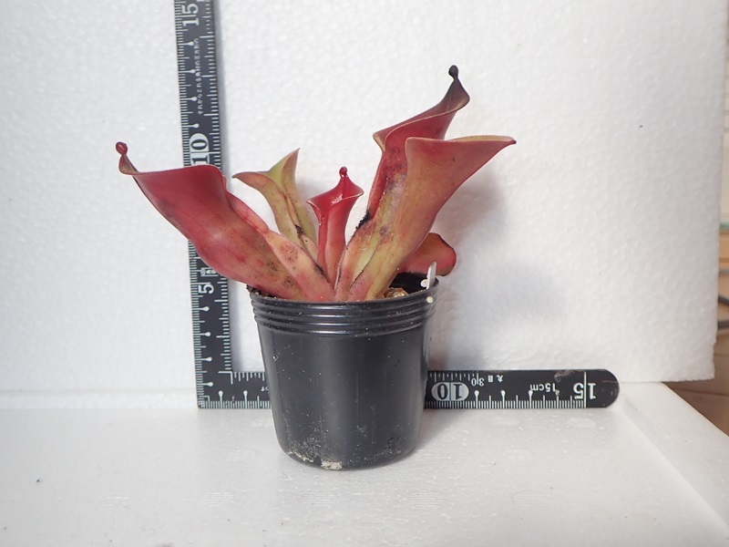 食虫植物 ヘリアンフォラ　ionasii[Red Giant]×minol var Pilosa_画像1