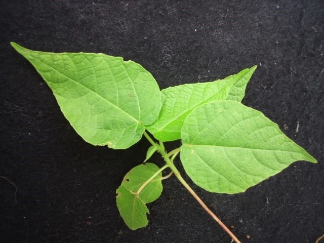 実生苗　オオバギ（大葉木） なえ　葉植物　トウダイグサ 科　グリーン_画像1