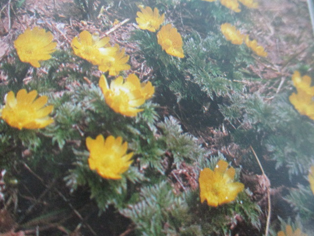 山野草、福寿草、開花芽１０芽_花の参考写真です。