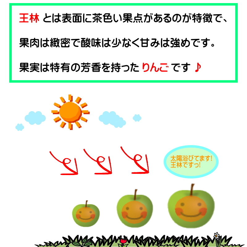 王林 おうりん オウリン 訳あり 5kg 青森産 リンゴ 林檎 りんご 葉とらずりんご_画像6