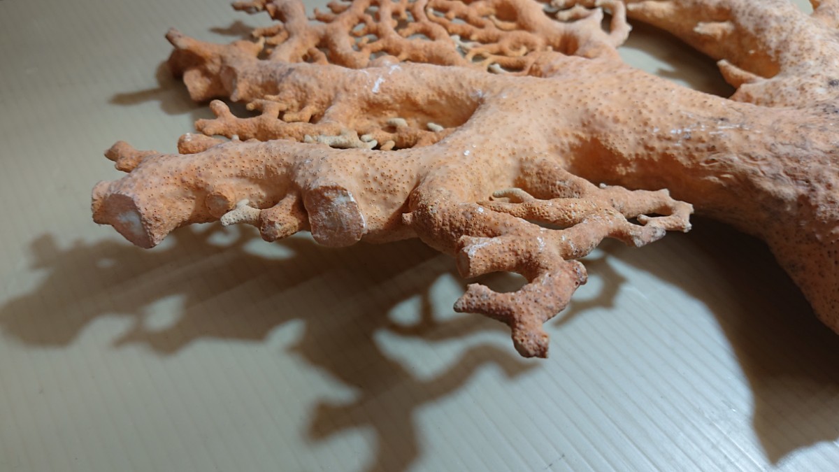 サンゴ 珊瑚 原木 約1.5kg _画像6