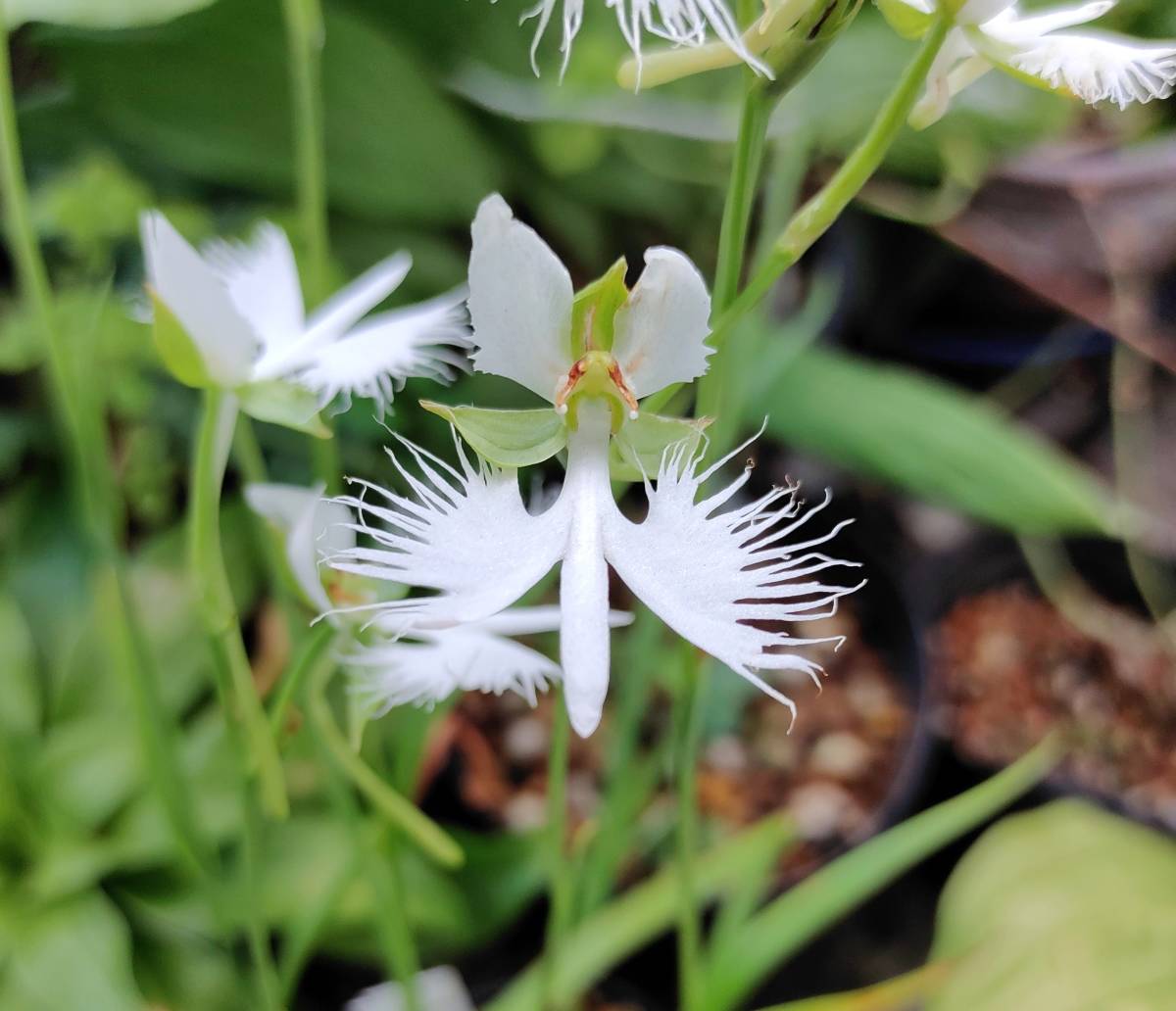 サギソウ 「武蔵野」×「中津川」 球根3球 【サギソウ ハベナリア Habenaria 野生ラン 蘭】_画像2