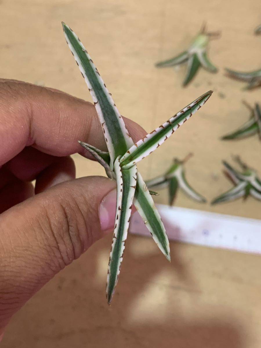 多肉植物 アガベ 氷山 小株10株セット(アガベ)|売買された