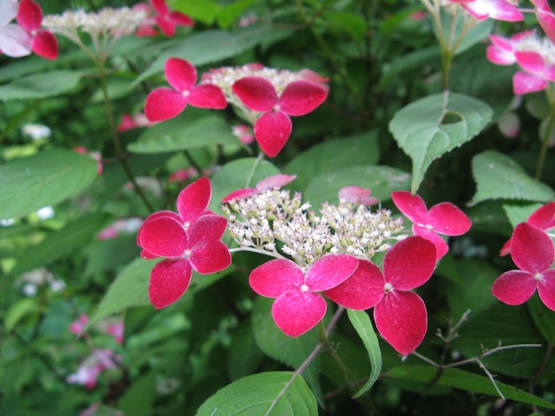 大きめの苗　8　クレナイ　赤　山アジサイ　盆栽　苔玉　寄せ植え　あじさい_画像1