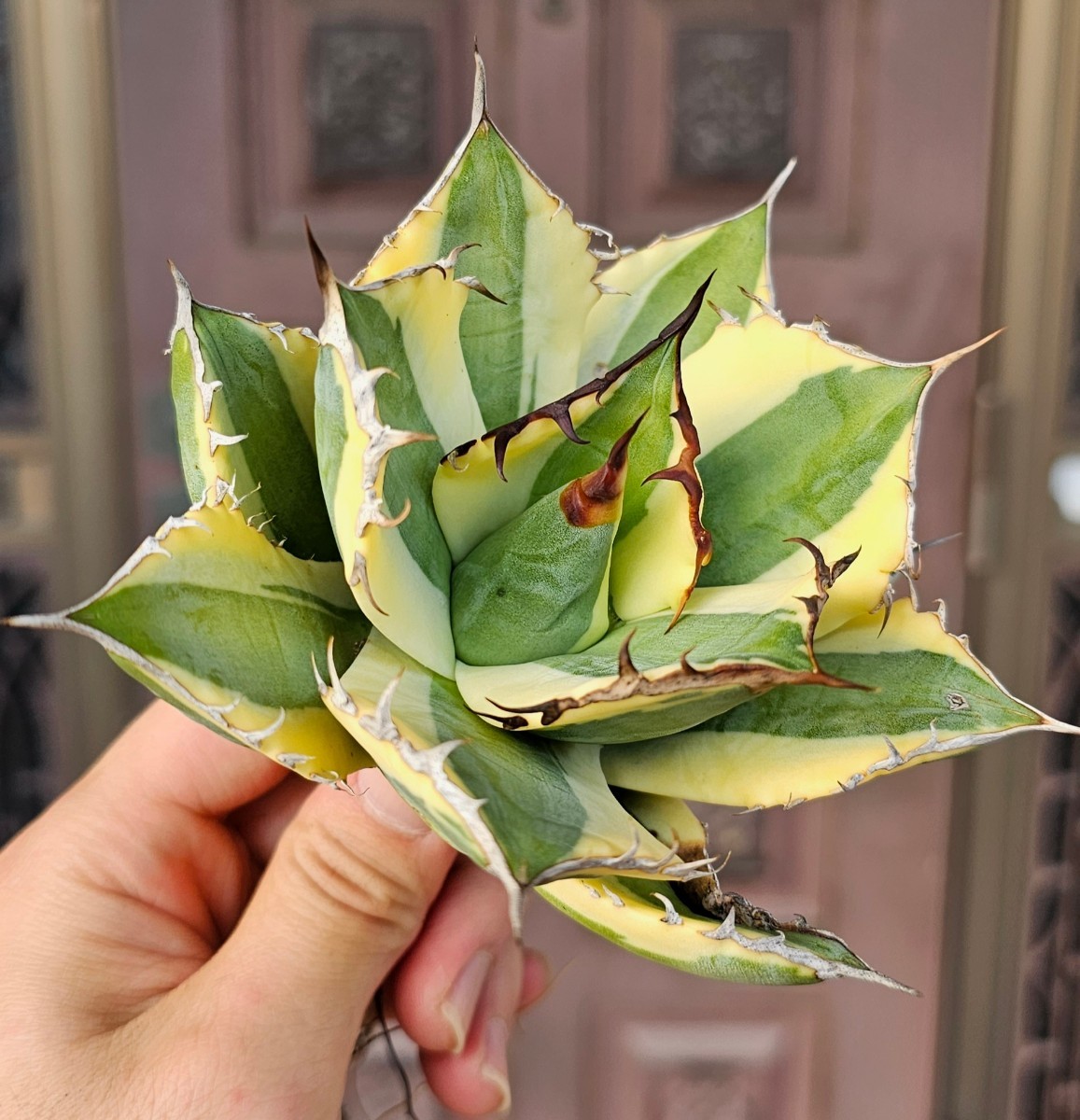 スナグルトゥース 検(agave FO 076 チタノータ アガベ 白鯨 吉祥天