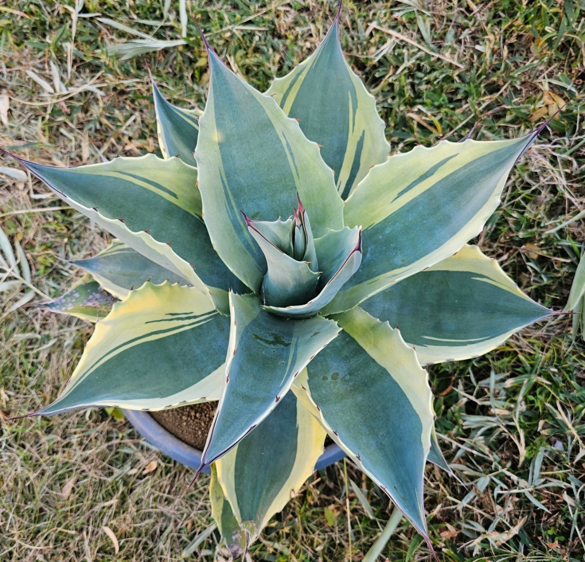 オルカ 鉢植え 54㎝ 検(agave チタノタ チタノータ アガベ
