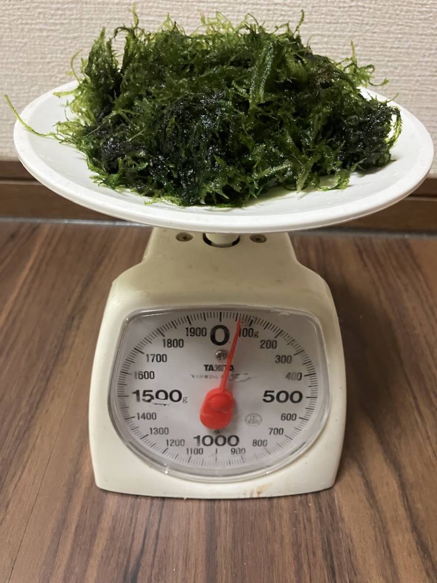 ウィローモス【軽く水切り50g】無農薬_画像2