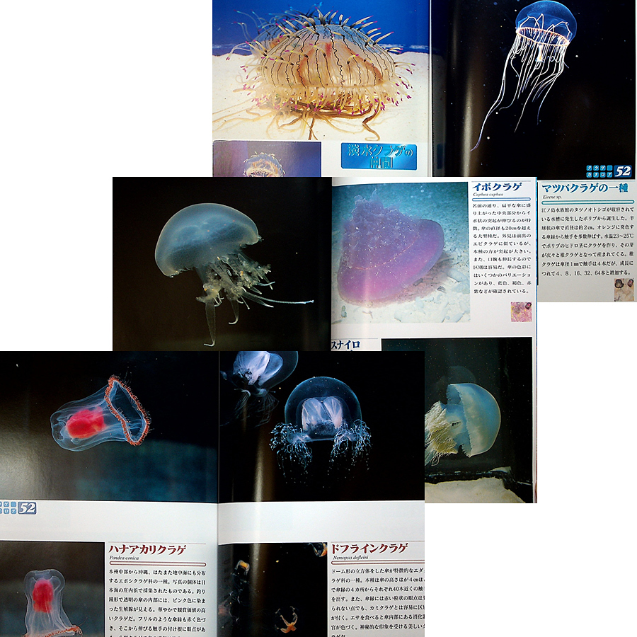 クラゲ―その魅力と飼い方｜カラー図鑑＆飼育ガイド 基礎知識 日常メンテナンス 採集 海の生物 江ノ島水族館監修#_画像4