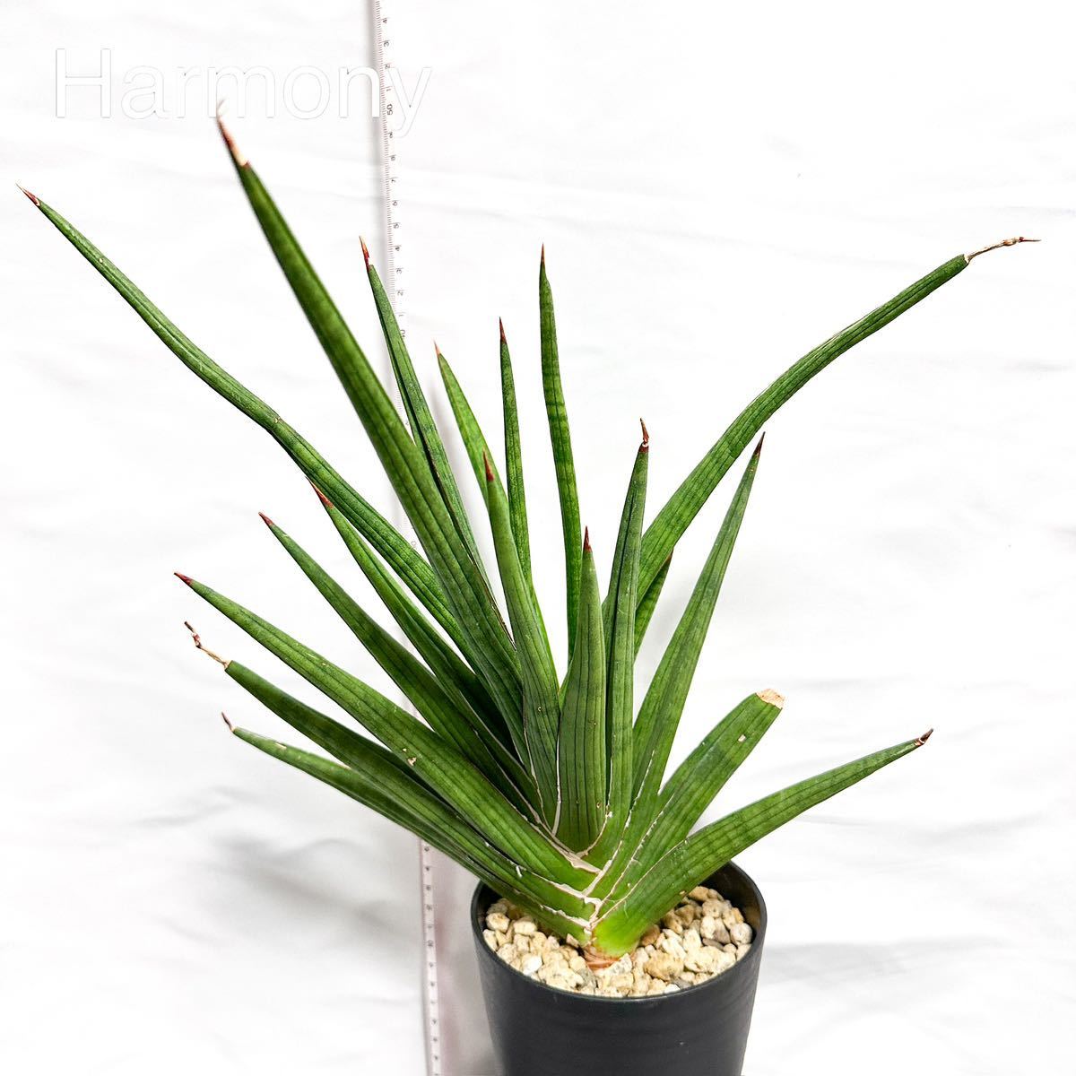 サンスベリア ロイヤルクラウン 親子株 sansevieria royal crown サンセベリア_画像4