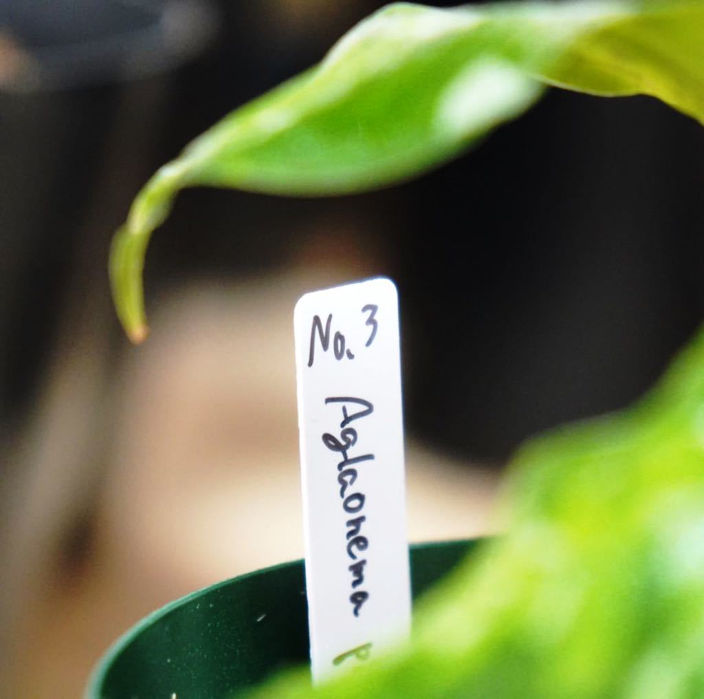 No.3 Aglaonema pictum tricolor /アグラオネマピクタム トリカラー 【斑入り植物】《eba Plants》　　_画像7