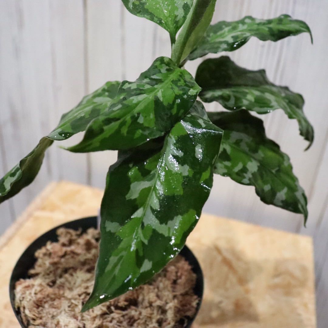 No.12 Aglaonema pictum tricolor /アグラオネマピクタム トリカラー 【斑入り植物】《eba Plants》　　_画像2