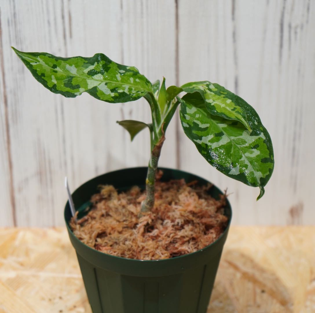 No.7 Aglaonema pictum tricolor /アグラオネマピクタム トリカラー 【斑入り植物】《eba Plants》　　_画像3