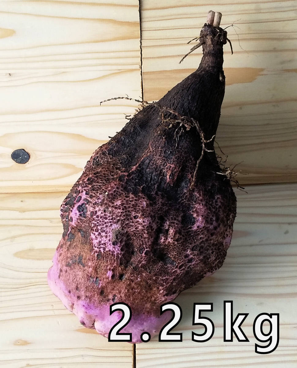 紫山芋(土付き)3kg_画像4