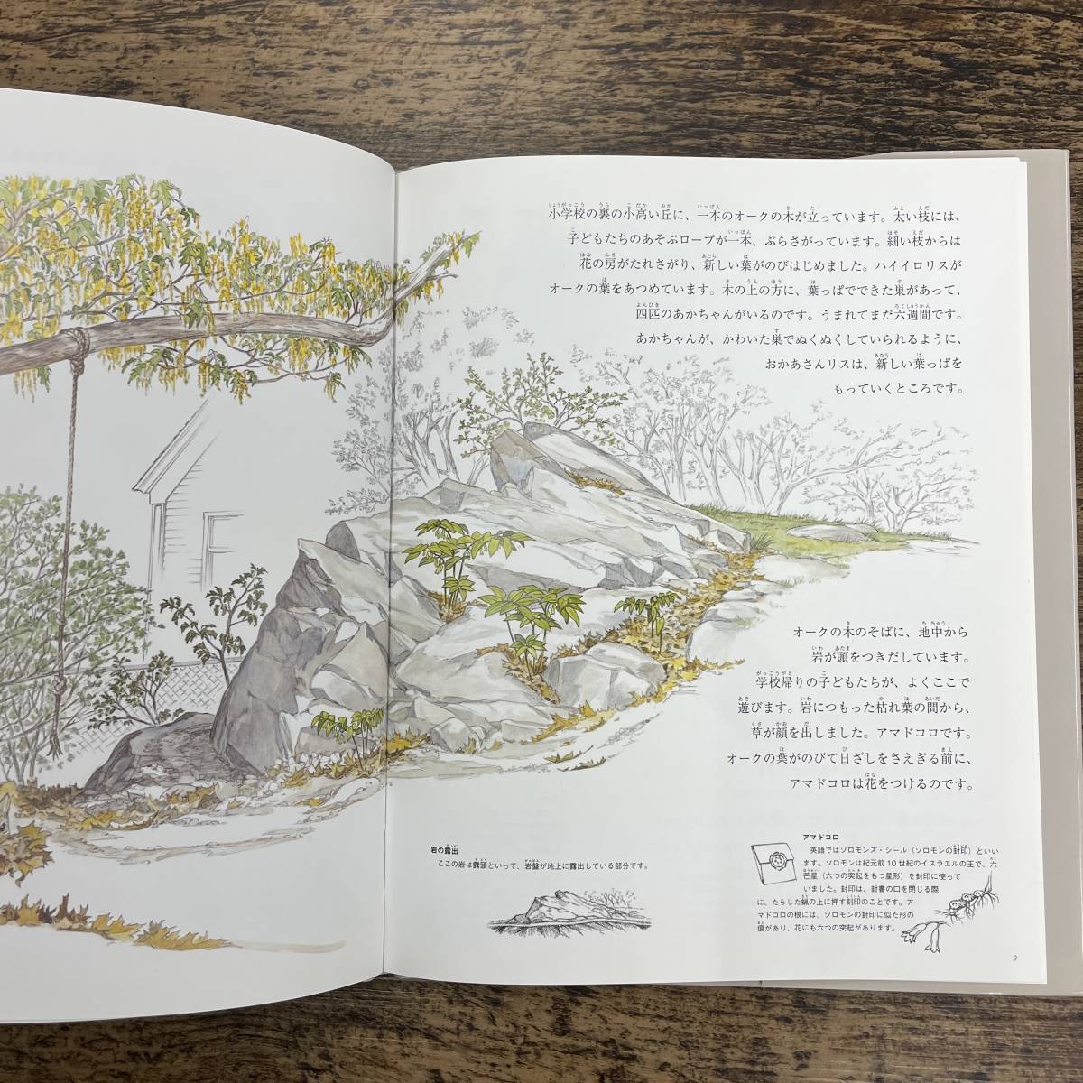 G-4124■まち 身近な自然 （絵本 児童書）■ゴードン モリソン/著 越智典子/訳■ほるぷ出版■2007年2月20日発行 第1刷_画像3