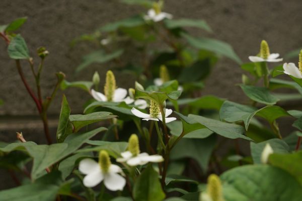 ペンタクス PENTAX【 SMC PENTAX-M MACRO 50mm F4 】 MACROレンズ　-156_画像8