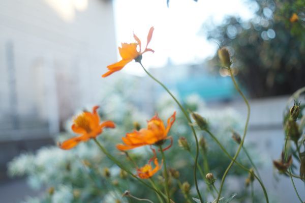 ペンタックス PENTAX【 Super-Takumar 35mm F/3.5 】★広角レンズ -034_画像8