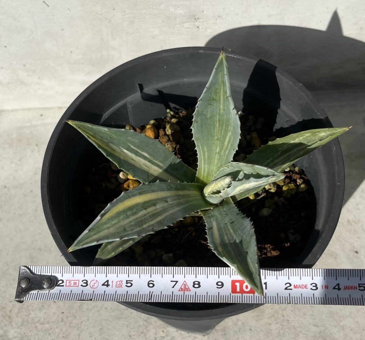 【Agave salmiana var.ferox variegata】アガベ フェロックス錦　斑入り　プラ鉢約15cm_画像2