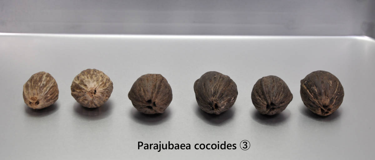 【種子６個即決】Parajubaea cocoides（パラジュバエア ココイデス） ③ マウンテン ココナッツ　半耐寒ヤシ　送料込み_画像1