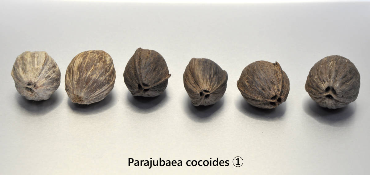 【種子６個即決】Parajubaea cocoides（パラジュバエア ココイデス） ① マウンテン ココナッツ　半耐寒ヤシ　送料込み_画像1