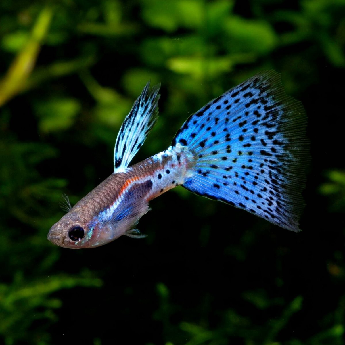 国産 ブルーグラスグッピー 3ペア 生体 熱帯魚の画像1