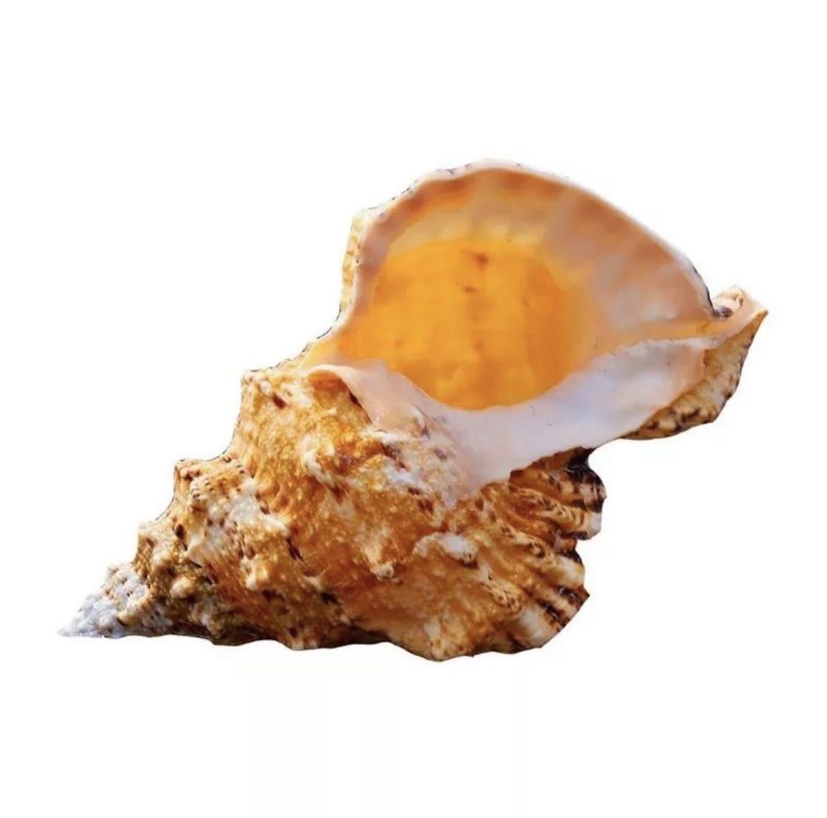 オーナメント ビッグ巻貝 貝殻 法螺貝 貝 海 飾り おしゃれ クリエイティブ インテリア オブジェ 小物 置物 雑貨 巻貝 約20-21cm_画像2