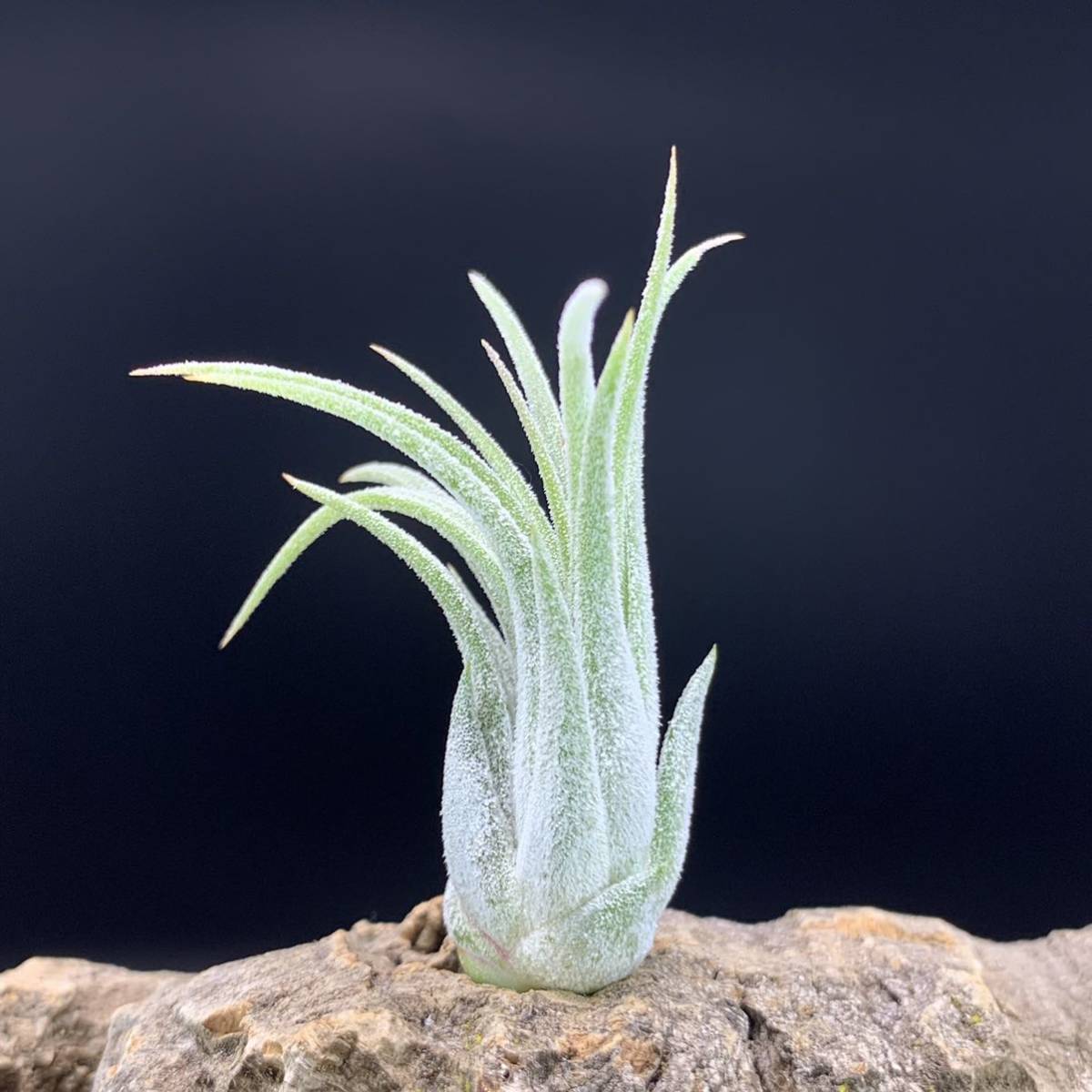 Tillandsia ionantha ‘snow man’ ex.Franz Groover チランジア イオナンタ スノーマン ティランジア_画像2