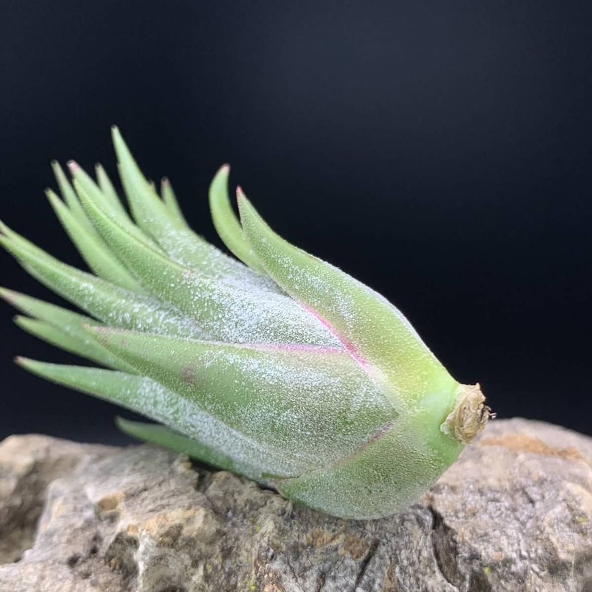 Yahoo!オークション - Tillandsia 'Charon's Gem' チランジア Yahoo!オークション - Tillandsia 'Charon's Gem' チランジア