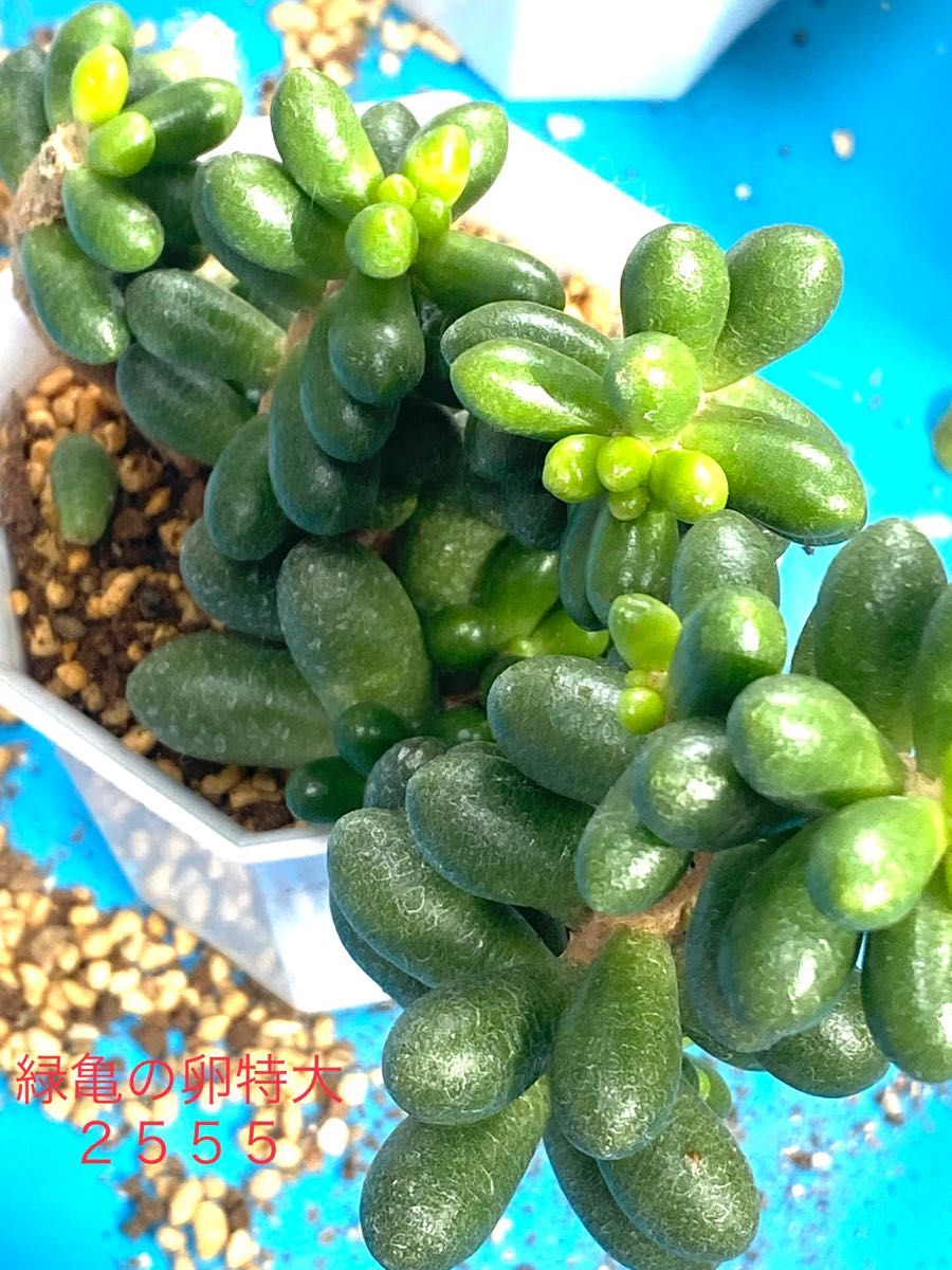 緑亀の卵特大 韓国苗 セダム 多肉植物