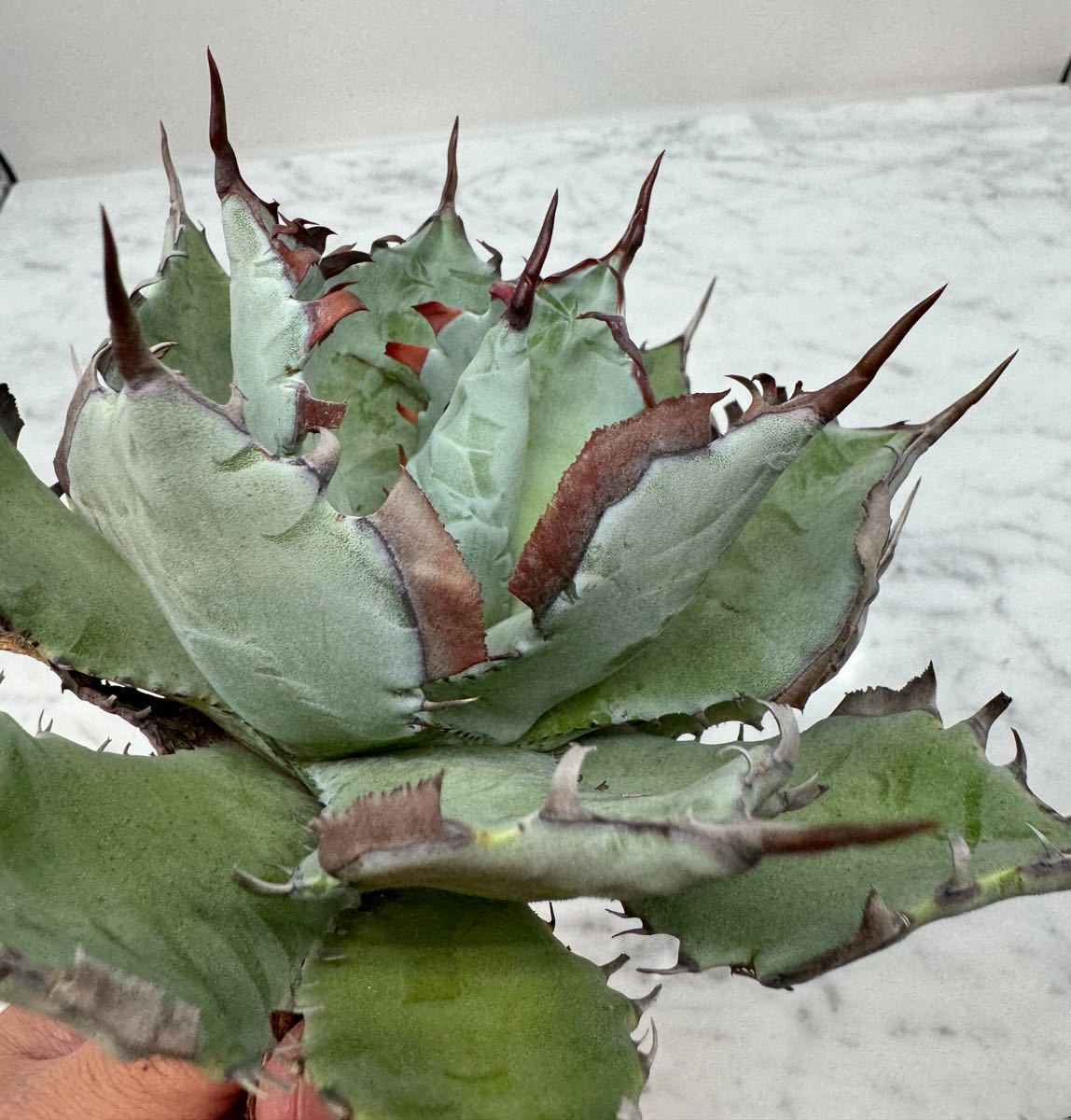 Yahoo!オークション - Agave 甲蟹 x 屈原舞扇 (Lize産 Yahoo!オークション - Agave 甲蟹 x 屈原舞扇 (Lize産