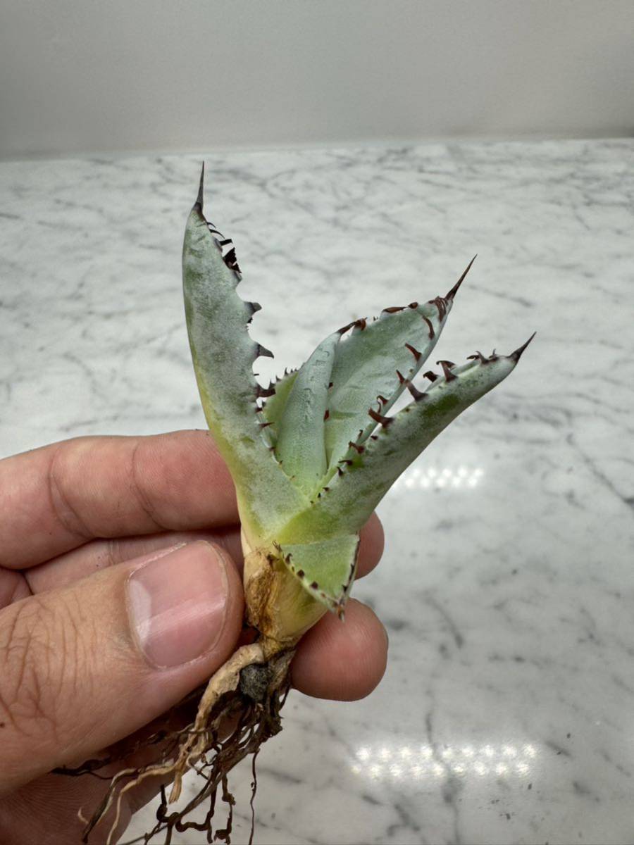Yahoo!オークション - Agave 甲蟹 x 屈原舞扇 (Lize産 Yahoo!オークション - Agave 甲蟹 x 屈原舞扇 (Lize産