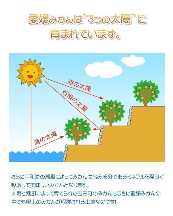 愛果28号 紅まどんな 訳あり 3kg サイズフリー 愛媛 吉田産 樹になるゼリーな柑橘 送料無料 北海道/沖縄/東北は別途送料 宇和海の幸問屋_画像9