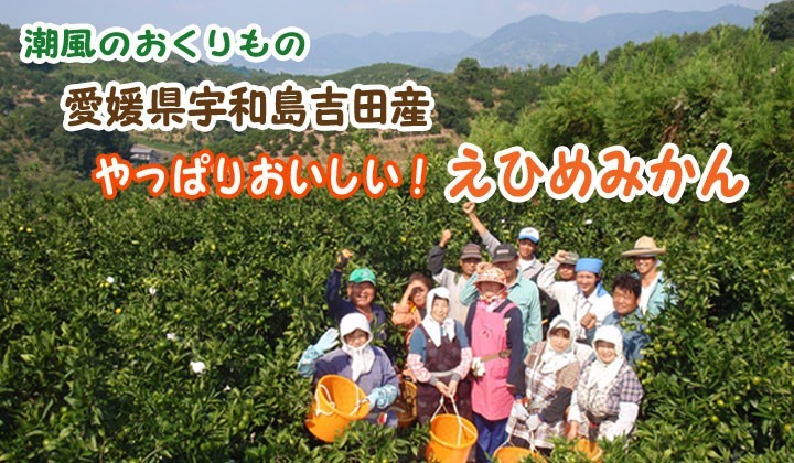 愛果28号 紅まどんな 家庭用3kg サイズフリー 愛媛 吉田産 樹になるゼリーな柑橘 送料無料 宇和海の幸問屋_画像9