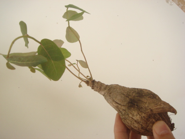 塊根植物　 phyllantmos mirabilis　 フイランシス　ミラビリス　　コーデックス　a-129_画像7