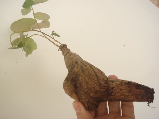 塊根植物　 phyllantmos mirabilis　 フイランシス　ミラビリス　　コーデックス　a-129_画像6