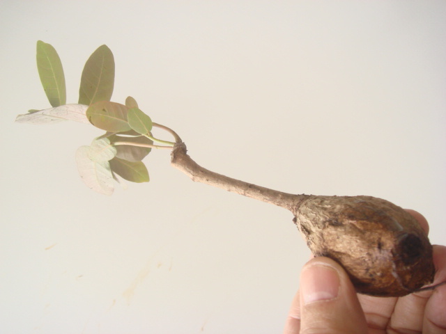塊根植物　 phyllantmos mirabilis　 フイランシス　ミラビリス　　コーデックス　a-１4１_画像4
