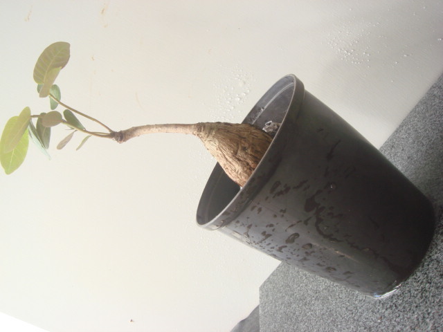塊根植物　 phyllantmos mirabilis　 フイランシス　ミラビリス　　コーデックス　a-１4１_画像2
