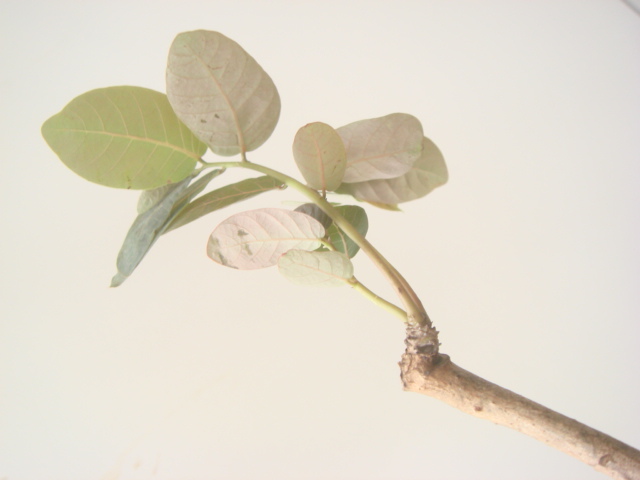 塊根植物　 phyllantmos mirabilis　 フイランシス　ミラビリス　　コーデックス　a-１4１_画像8